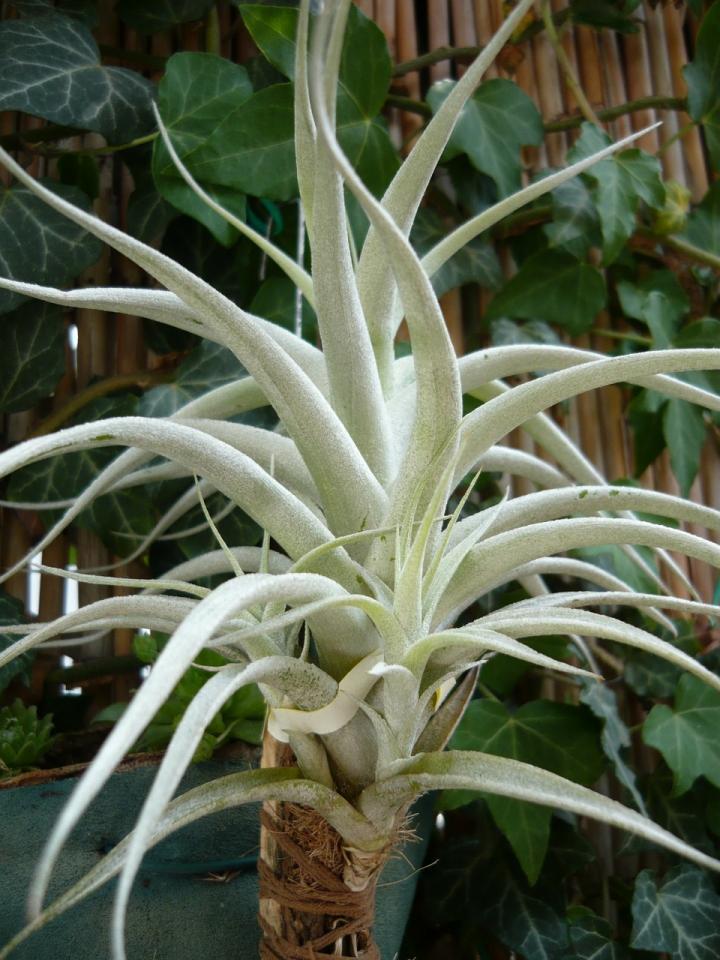 A beautiful light green spiky air plant, T. albida, tied to stake.